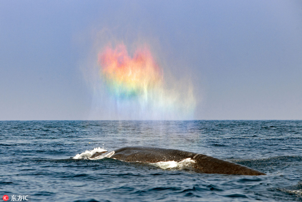 斯里兰卡蓝鲸喷出惊艳“彩虹心”