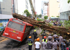 斯里兰卡一公交车被大树砸中5人死亡
