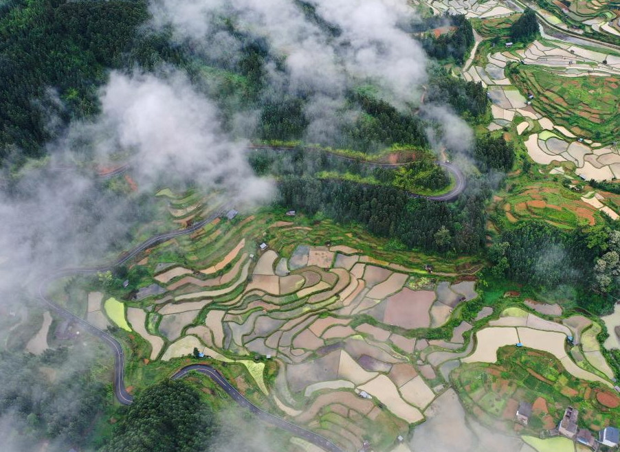 梯田新雨后 美景入画来