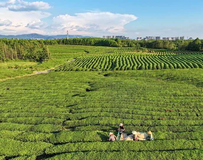 江西金溪：夏日采茶忙