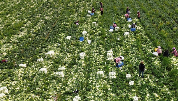 广西昭平：春分时节农事忙