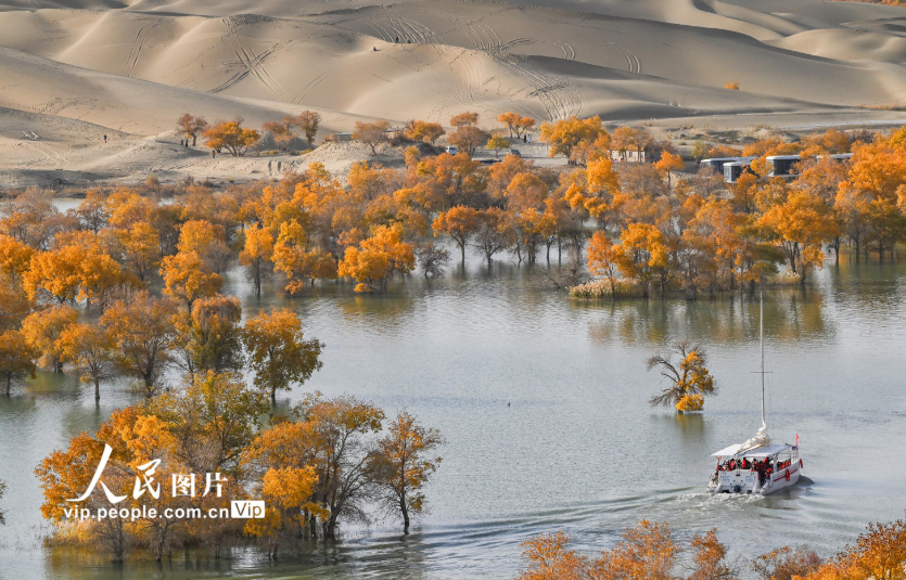 新疆尉犁：大漠胡杨醉游人