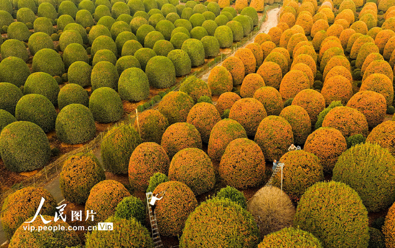 浙江杭州：修剪桂花树