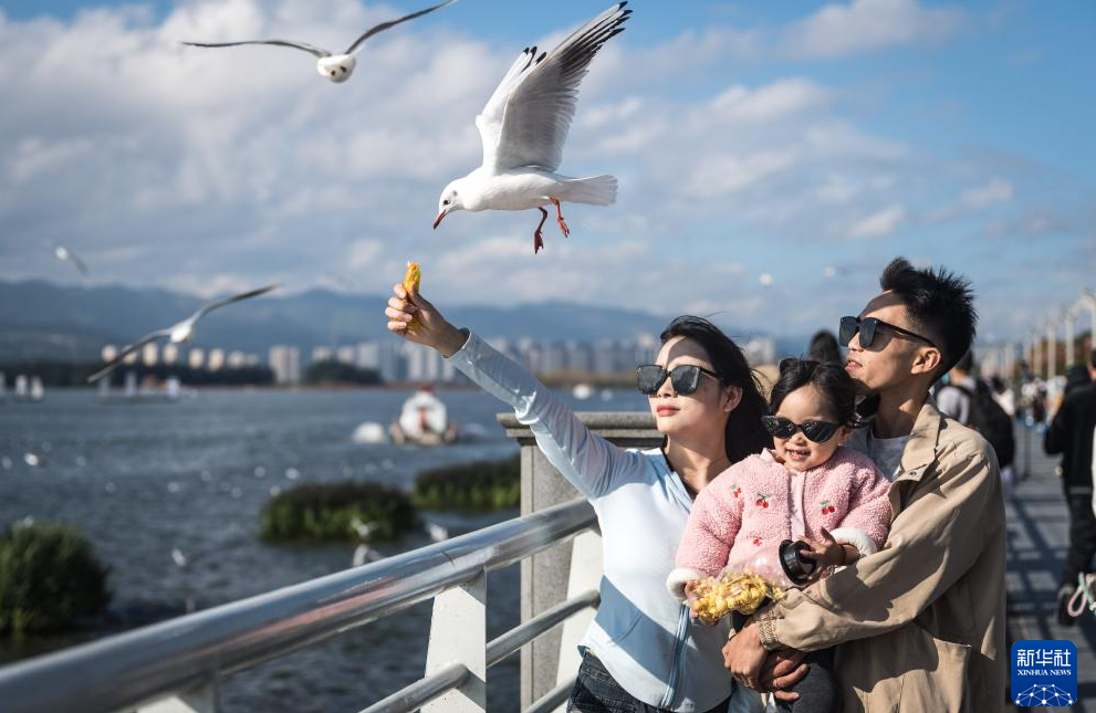 “春城”昆明冬赏鸥