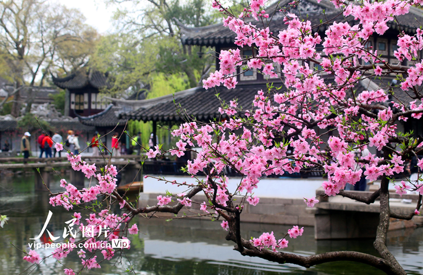 江苏苏州：拙政园桃花争奇斗艳