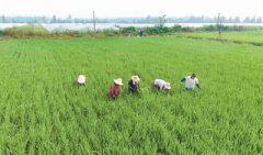 庐江台创园：打造绿色稻米工程 