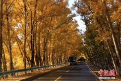 新疆天山天池景区旅游公路变“金色大道”