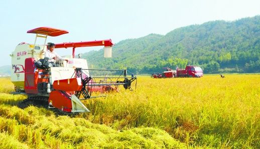 水稻再生 一种两收