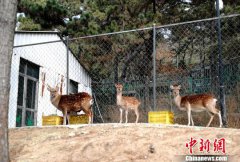 台湾所赠梅花鹿与长鬃山羊在大陆迎来第七冬