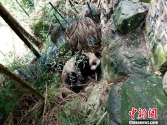 四川洪雅瓦屋山镇发现一只成年野生大熊猫