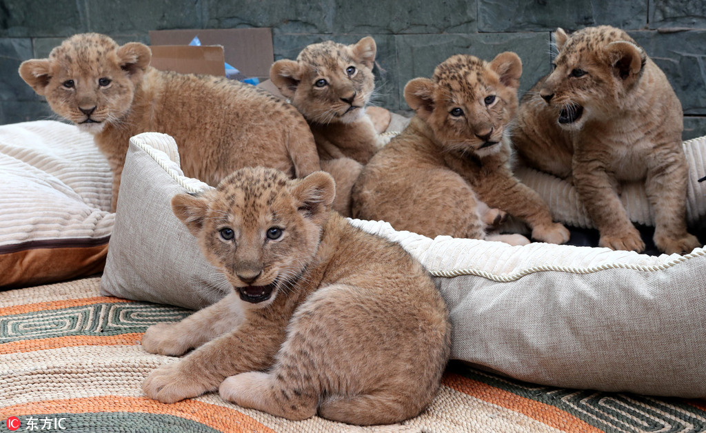 昆明圆通动物园五胞胎小非洲狮首秀亮相 活泼好动眼神无辜太呆萌