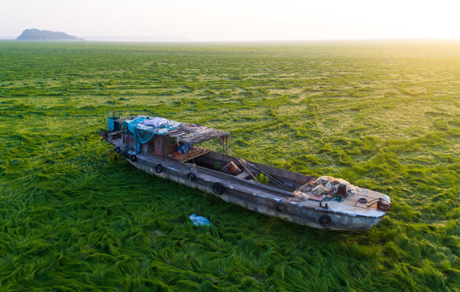 鄱阳湖持续低水位一片绿油油“草浪” 风吹草低见渔船景另类