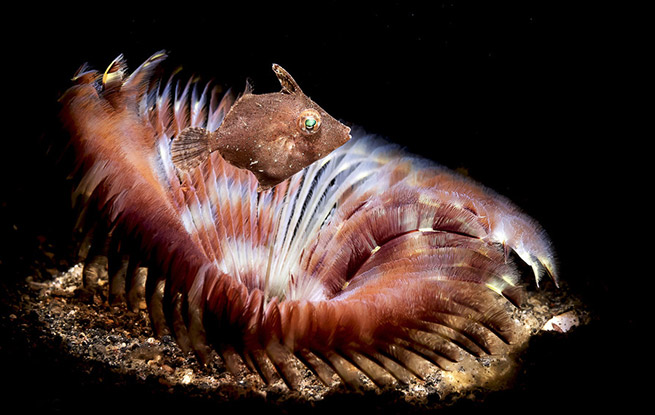 摄影师深海探秘 惊艳海洋生物美得不可思议