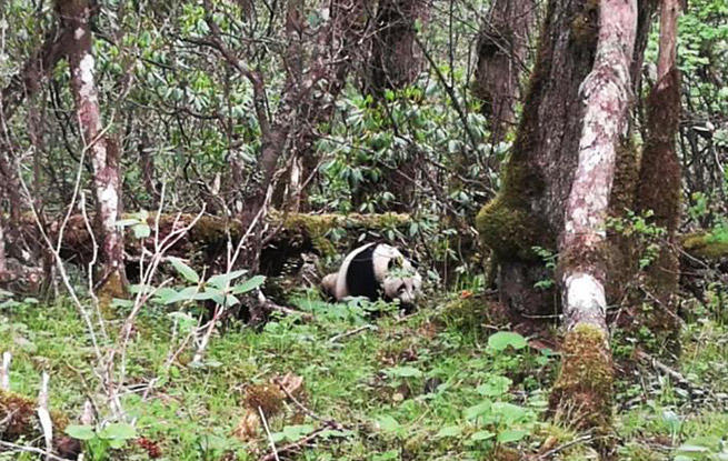 四川黄龙自然保护区第7次发现野生大熊猫踪迹