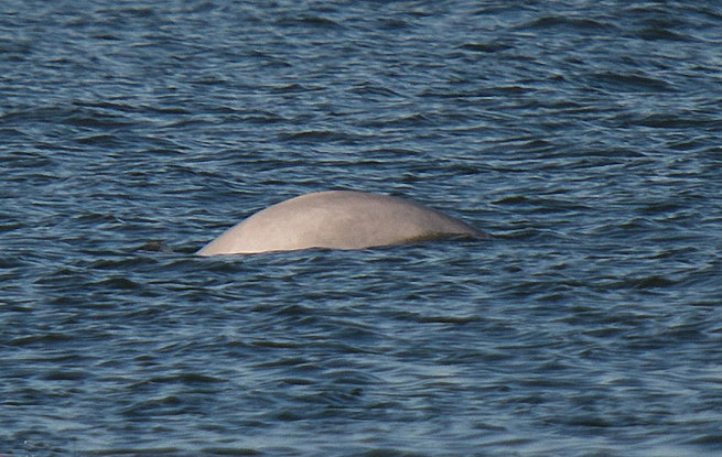 罕见白鲸连续三天出现于泰晤士河 疑似迷路