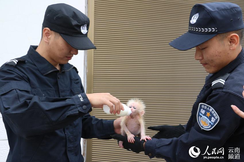 国家一级保护野生动物北豚尾猴幼崽获救 朱福波 摄
