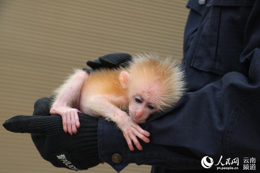 国家一级保护野生动物北豚尾猴幼崽获救 朱福波 摄
