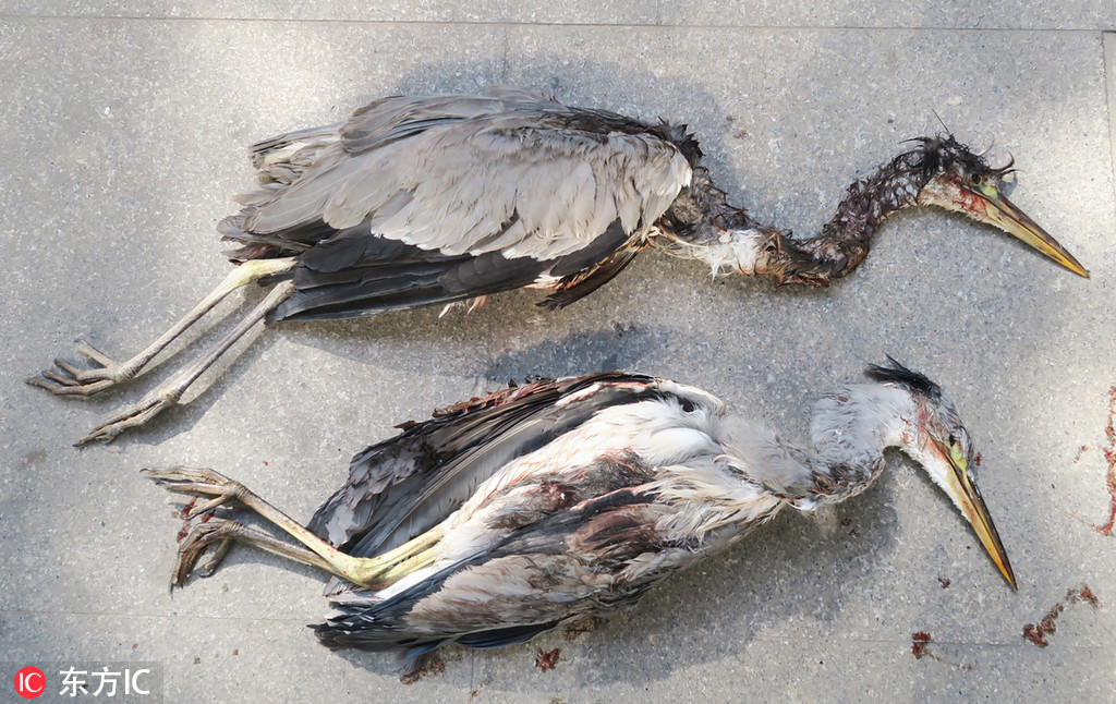 浙江警方破获一起非法猎杀国家保护鸟类案件【2】