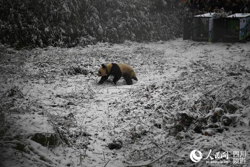 大熊猫“琴心”奔向保护区野外。（李传有 摄）