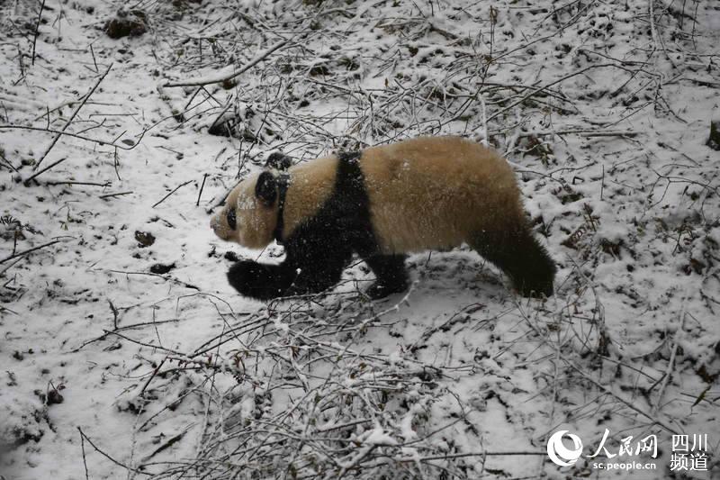 大熊猫“小核桃”奔向保护区野外。（李传有 摄）