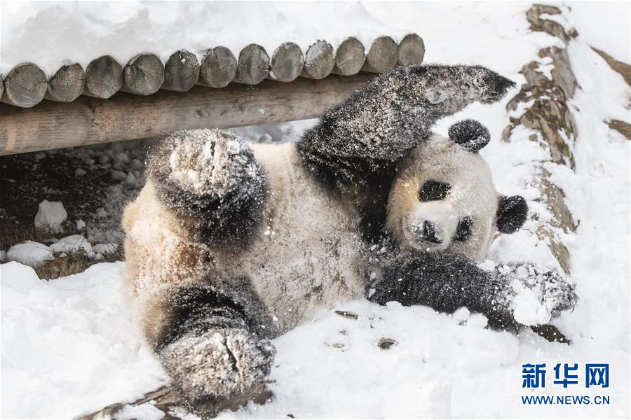 大熊猫“乐宝”雪地里撒欢的新花样