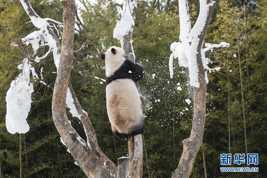 （国际）（1）韩国“熊猫世界”开业1000天