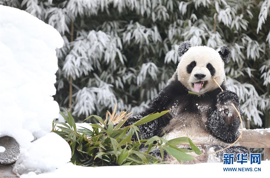 （国际）（4）韩国“熊猫世界”开业1000天