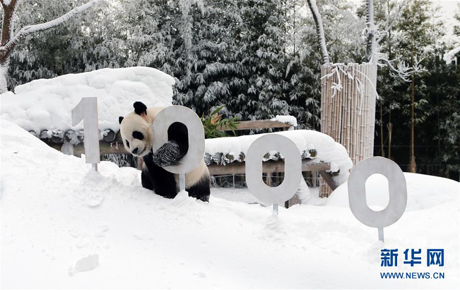 （国际）（3）韩国“熊猫世界”开业1000天