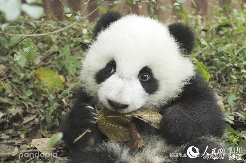 2018级大熊猫艾伦（图片由成都大熊猫繁育研究基地提供）