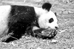 29岁“娅娅” 已被接回熊猫基地养老