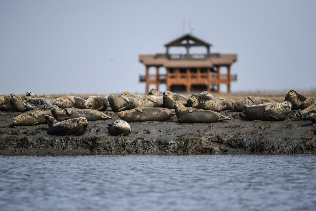 3月28日，斑海豹在辽宁盘锦辽河入海口滩涂上休息。  新华社记者 潘昱龙 摄