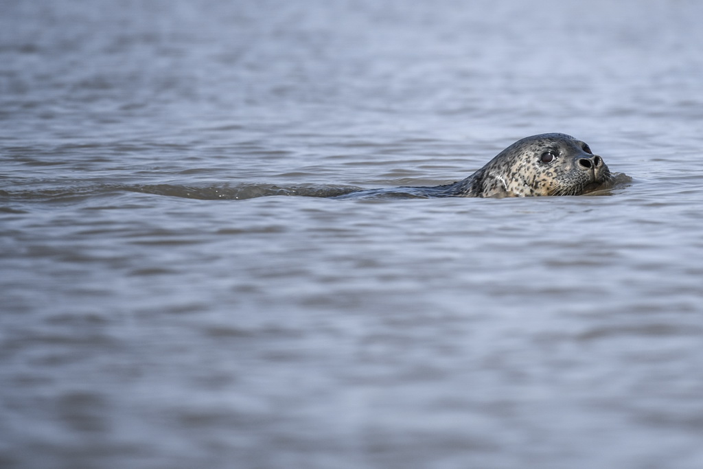 3月28日，一头斑海豹在辽宁盘锦辽河入海口三道沟海域活动 。 新华社记者 潘昱龙 摄