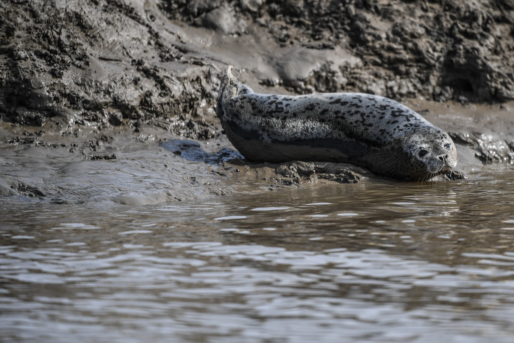 3月28日 ，斑海豹在辽宁盘锦辽河入海口滩涂上休息。 新华社记者 潘昱龙 摄