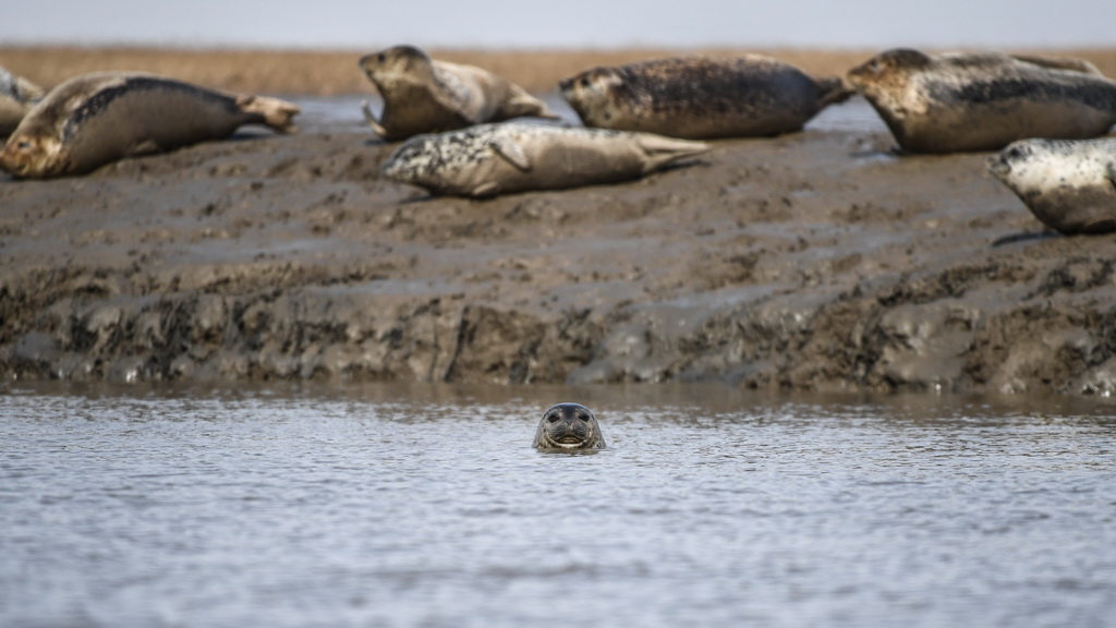 3月28日 ，在辽宁盘锦辽河入海口三道沟海域，一头斑海豹从水中探出头。新华社记者 潘昱龙 摄