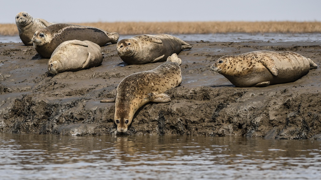 3月28日，斑海豹在辽宁盘锦辽河入海口滩涂上休息。 新华社记者 潘昱龙 摄