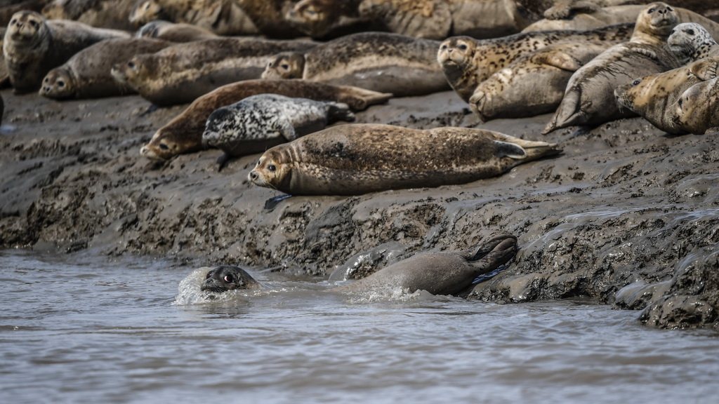 3月28日，斑海豹在辽宁盘锦辽河入海口滩涂上休息 。 新华社记者 潘昱龙 摄