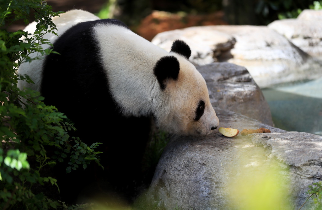 4月6日，在美国圣迭戈动物园熊猫馆，大熊猫“白云”在觅食。 新华社记者李颖摄
