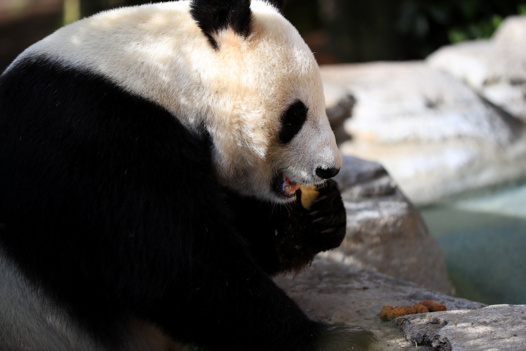 4月6日，在美国圣迭戈动物园熊猫馆，大熊猫“白云”在吃水果。 新华社记者李颖摄