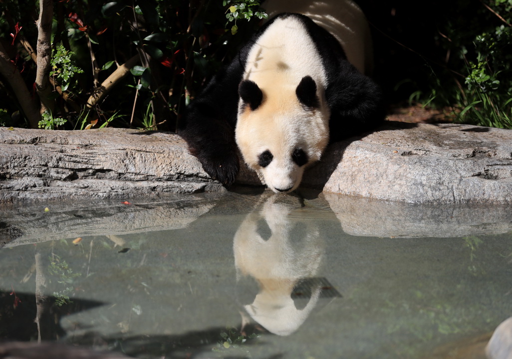 4月6日，在美国圣迭戈动物园熊猫馆，大熊猫“白云”在喝水。 新华社记者李颖摄