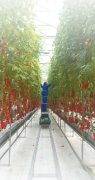 山东寿光:蔬菜大棚增收6千多万元