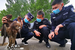 新疆阿勒泰：民警救助国家保护动物大鵟