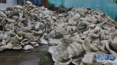 海南琼海警方打掉一犯罪团伙 扣押砗磲原贝及其制品约105吨